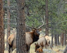 Elk In Timber